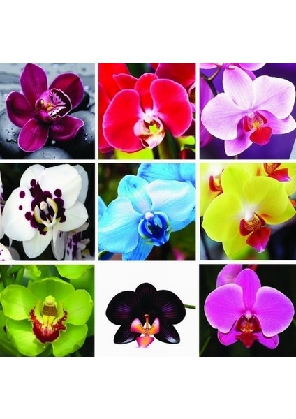 10 Adet 10 Farklı Renk Phalaenopsis Orkide Tohumu + 10 Adet K.renk Lily Çiçeği Tohumu