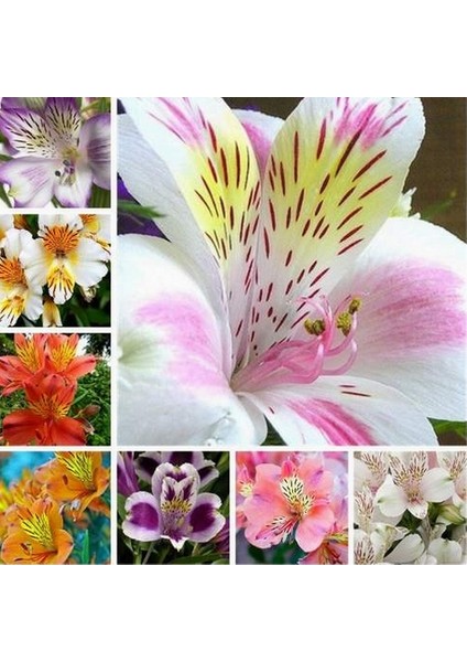 10 Adet 10 Farklı Renk Phalaenopsis Orkide Tohumu + 10 Adet K.renk Lily Çiçeği Tohumu