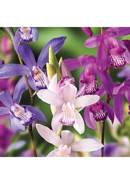 25 Adet 10 Farklı Renk Oncidium Orkide Tohumu + 10 Adet Hediye K.renk Primula Çiçeği Tohumu