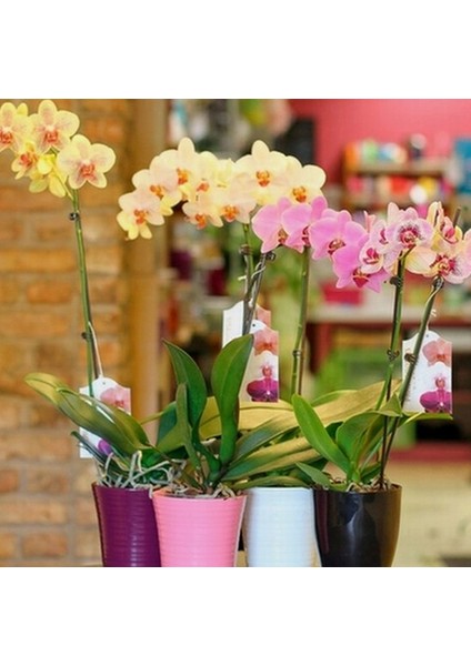 25 Adet 10 Farklı Renk Phalaenopsis Orkide Tohumu + 10 Adet Hediye K.renk Afrika M. Çiçeği Tohumu