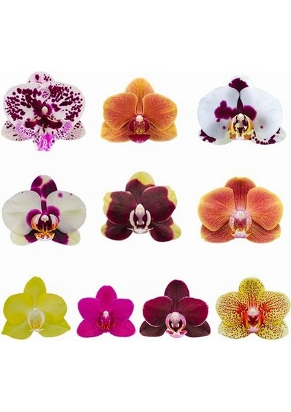 100 Adet 10 Farklı Renk Oncidium Orkide Tohumu + 10 Adet Hediye K.renk Gerbera Çiçeği Tohumu