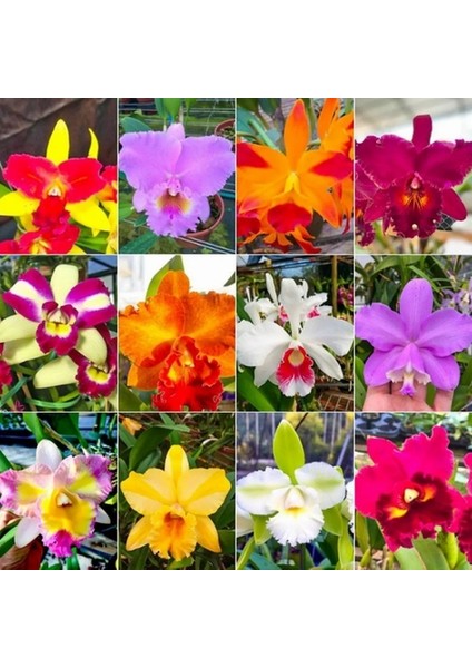 100 Adet 10 Farklı Renk Orkide Çiçek Tohumu + 10 Adet Hediye K.renk Gerbera Çiçeği Tohumu