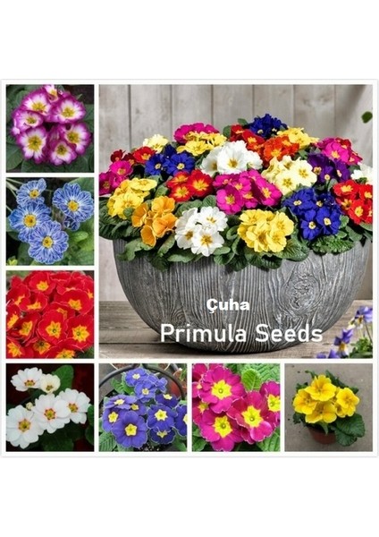 25 Adet 10 Farklı Renk Oncidium Orkide Tohumu + 10 Adet Hediye K.renk Afrika M. Çiçeği Tohumu