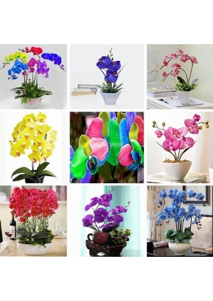 10 Adet 10 Farklı Renk Oncidium Orkide Tohumu + 10 Adet Hediye K.renk Gerbera Çiçeği Tohumu