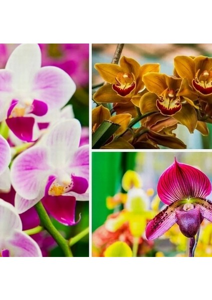 10 Adet 10 Farklı Renk Cattleya Orkide Tohumu + 10 Adet Hediye K.renk Buz Çiçeği Tohumu