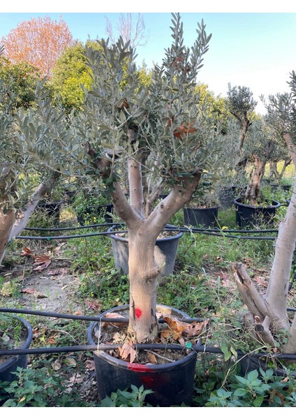 20 Yaş 65 Lt Saksıda Bodur Gemlik Zeytin Ağacı Gövde Çapı 50-80 cm (Boy 100-120 Cm)