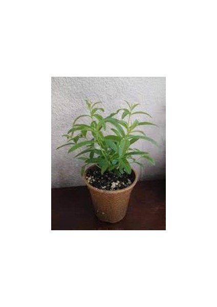 Akşam Sefası Parfüm Çiçeği Melisa Fidanı 10-30 cm fiyatları