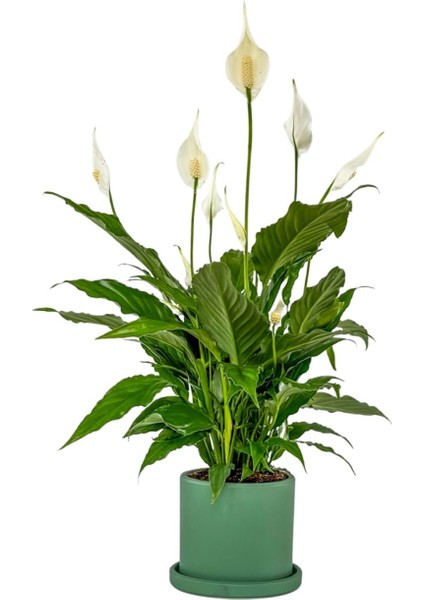 Barış Çiçeği - Ruby Mint Yeşili Saksılı- Spathiphyllum