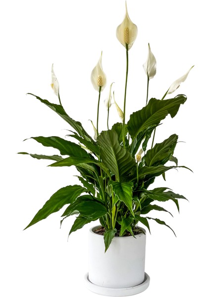 Barış Çiçeği - Ruby Beyaz Saksılı- Spathiphyllum