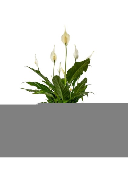 Barış Çiçeği - Ruby Pembe Saksılı- Spathiphum