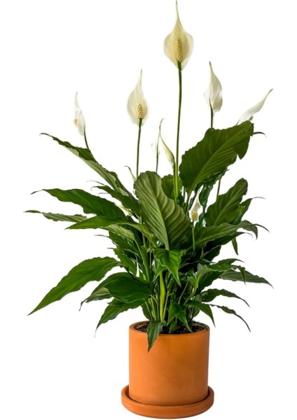 Barış Çiçeği - Ruby Terra Cotta Saksılı- Spathiphyllum