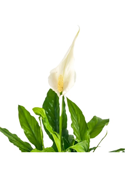 Barış Çiçeği - Ruby Kırmızı Saksılı- Spathiphyllum