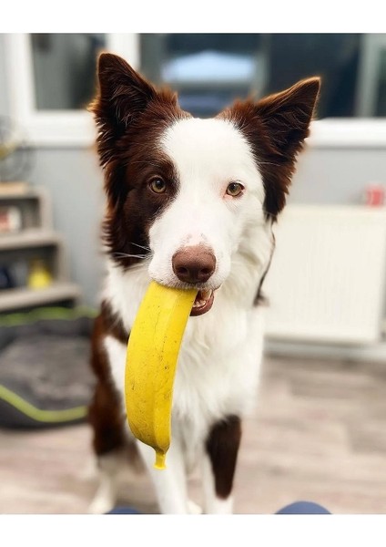 Kauçuk Muz Köpek Oyuncağı ve Dana Kamış Pizzle Köpek Ödül Çubuğ