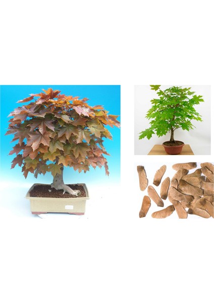 Tunç Botanik Norveç Akçaağaç Tohumu 20 Adet ( Bonsai Türü )