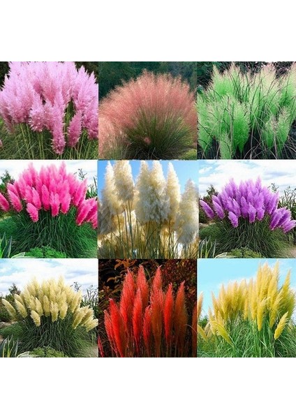 10'lu 10 Farklı Renk Phalaenopsis Orkide Tohumu + 10'lu Kırmızı Pampas Bitkisi Tohumu
