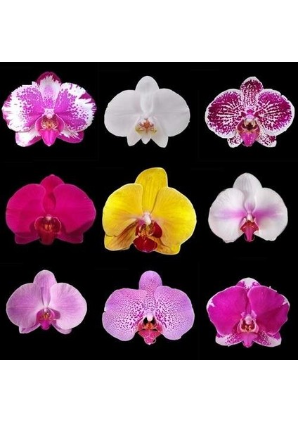 100'lü 10 Farklı Renk Oncidium Orkide Tohumu + 10'lu Kırmızı S.püskülü Bitkisi Tohumu