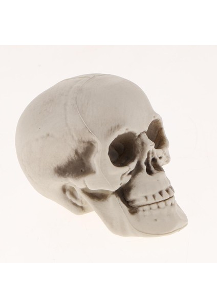 Kafatası Cadılar Bayramı Dekor 3 Adet (Yurt Dışından) modelleri