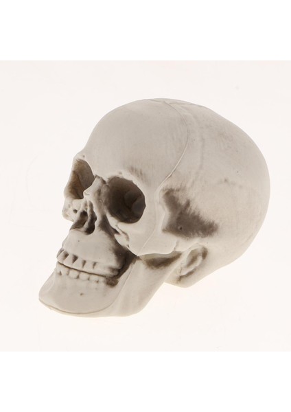 Kafatası Cadılar Bayramı Dekor 3 Adet (Yurt Dışından) fırsatları