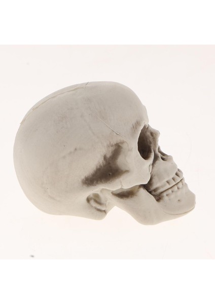 Kafatası Cadılar Bayramı Dekor 3 Adet (Yurt Dışından) indirimleri