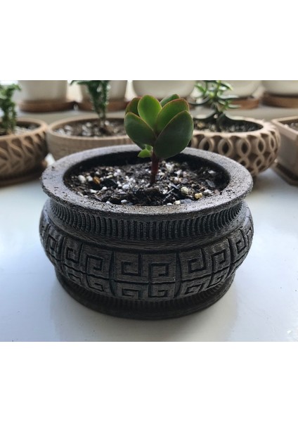 Dekoratif Model Sukulent Saksı (10 cm Çap)