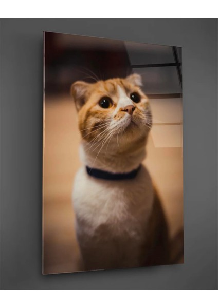 Sarı Kedi Dikey Cam Tablo