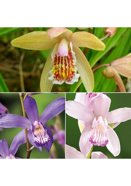 100'lü 10 Farklı Renk Phalaenopsis Orkide Tohumu + 10'lu Kırmızı Kaktüs Çiçeği Tohumu