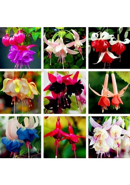 10'lu 10 Farklı Renk Vanda Orkide Tohumu + 10'lu Kırmızı Fuchsia Çiçeği Bitkisi Tohumu