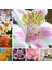 50 Adet 10 Farklı Renk Phalaenopsis Orkide Tohumu + 10 Adet K.renk Lily Çiçeği Tohumu 4