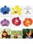 25 Adet 10 Farklı Renk Oncidium Orkide Tohumu + 10 Adet K.renk Gül Tohumu 1