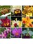 50 Adet 10 Farklı Renk Oncidium Orkide Tohumu + 10 Adet Gökkuşağı Gül Tohumu 1
