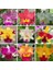 100 Adet 10 Farklı Renk Oncidium Orkide Tohumu + 10 Adet K.renk Zambak Tohumu 1