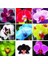 10 Adet 10 Farklı Renk Phalaenopsis Orkide Tohumu + 10 Adet K.renk Lily Çiçeği Tohumu 1