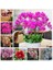 10 Adet 10 Farklı Renk Phalaenopsis Orkide Tohumu + 10 Adet K.renk Lale Tohumu 1