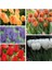 10 Adet 10 Farklı Renk Phalaenopsis Orkide Tohumu + 10 Adet K.renk Lale Tohumu 4