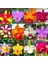 100 Adet 10 Farklı Renk Phalaenopsis Orkide Tohumu + 10 Adet K.renk Lily Çiçeği Tohumu 1