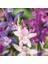 25 Adet 10 Farklı Renk Oncidium Orkide Tohumu + 10 Adet Hediye K.renk Primula Çiçeği Tohumu 1