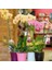 25 Adet 10 Farklı Renk Phalaenopsis Orkide Tohumu + 10 Adet Hediye K.renk Afrika M. Çiçeği Tohumu 1