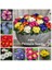 25 Adet 10 Farklı Renk Phalaenopsis Orkide Tohumu + 10 Adet Hediye K.renk Afrika M. Çiçeği Tohumu 4