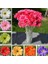 100 Adet 10 Farklı Renk Oncidium Orkide Tohumu + 10 Adet Hediye K.renk Gerbera Çiçeği Tohumu 4