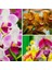 25 Adet 10 Farklı Renk Oncidium Orkide Tohumu + 10 Adet Hediye K.renk Afrika M. Çiçeği Tohumu 1