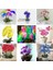 10 Adet 10 Farklı Renk Oncidium Orkide Tohumu + 10 Adet Hediye K.renk Gerbera Çiçeği Tohumu 1