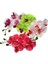 100 Adet 10 Farklı Renk Phalaenopsis Orkide Tohumu + 10 Adet Hediye K.renk Gerbera Çiçeği Tohumu 1