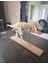 T-Rex Realistic Skeleton Dekor Büyük Boy 1