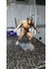 Attack On Titan Eren Boyalı Figür 15CM 1