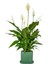 Barış Çiçeği - Ruby Mint Yeşili Saksılı- Spathiphyllum 1