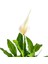 Barış Çiçeği - Ruby Antrasit Saksılı- Spathiphyllum 2