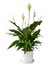 Barış Çiçeği - Ruby Beyaz Saksılı- Spathiphyllum 1