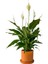 Barış Çiçeği - Ruby Terra Cotta Saksılı- Spathiphyllum 1