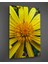 Makro Sarı Çiçek Dikey Cam Tablo 1