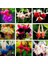 10'lu 10 Farklı Renk Phalaenopsis Orkide Tohumu + 10'lu Kırmızı Fuchsia Çiçeği Tohumu 4